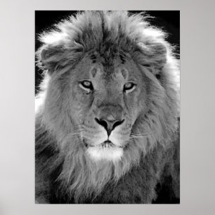 Motivational Leadership Lion Black & White Poster