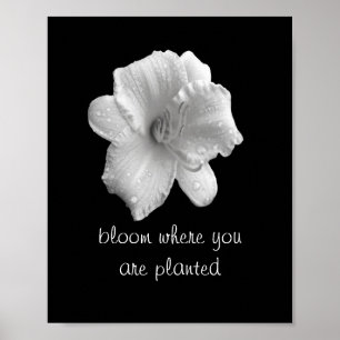 motivational quote poster lily b&w photography