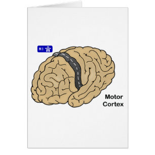 Motor Cortex