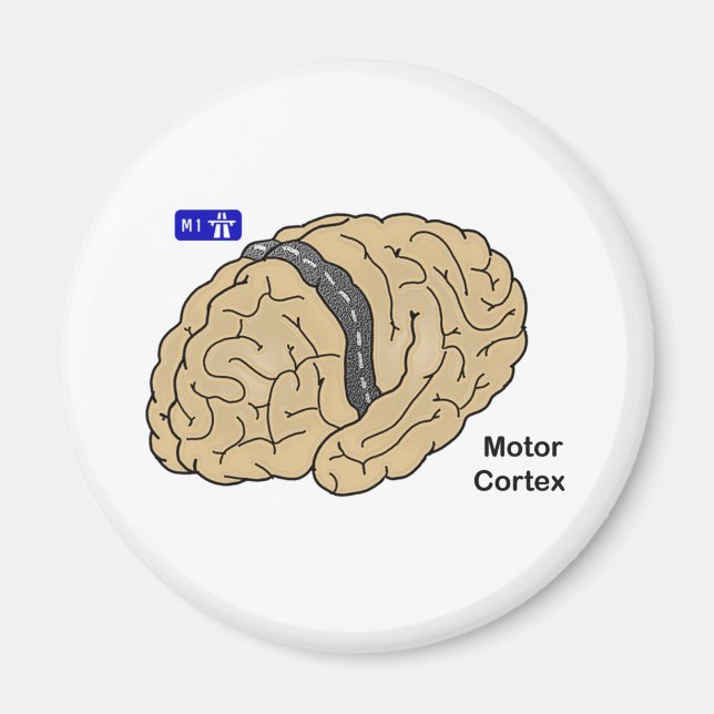 Motor Cortex Magnet (Front)