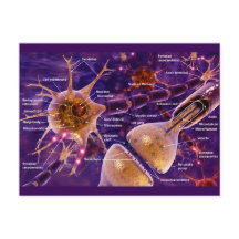 Motor Neurons
