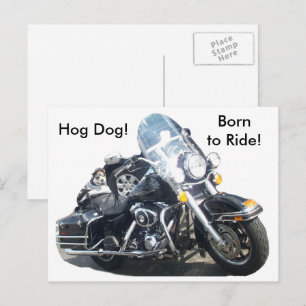 Motorcycle Hog Dog Born To Ride Russell Terrier Postcard