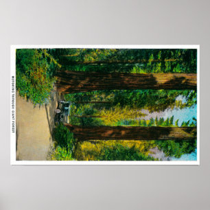 Motoring Through Giant Forest, Redwoods Poster