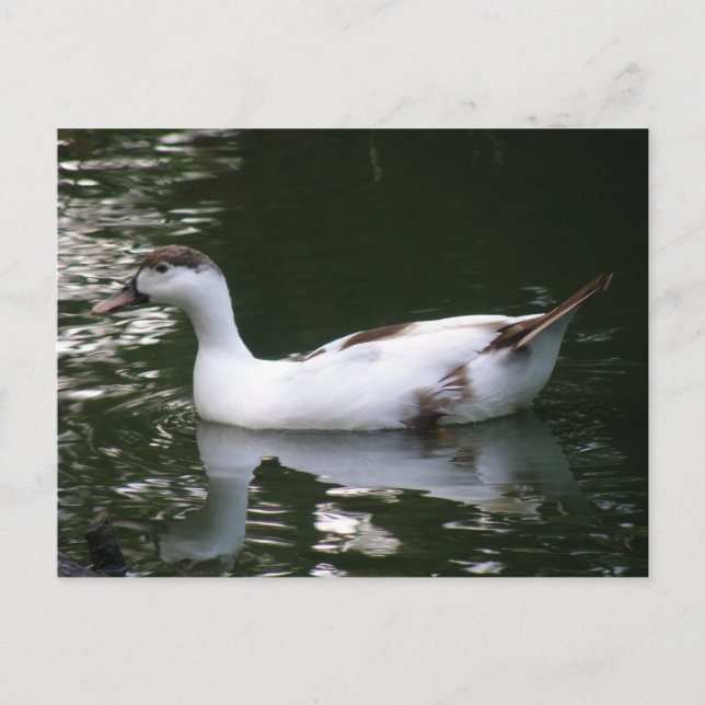 Mottled Duck Postcard (Front)
