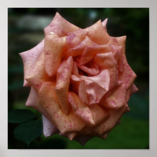 Mottled Peach Rose Close Up Poster