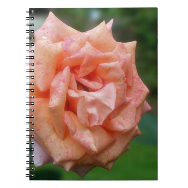 Mottled Peach Rose Flower Nature Notebook (Front)
