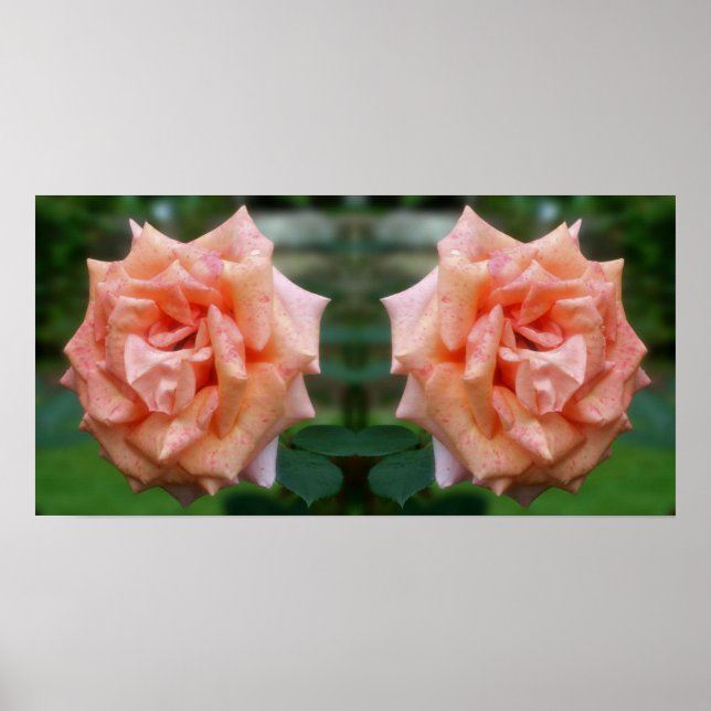 Mottled Peach Rose In Bloom Mirror Abstract Poster (Front)