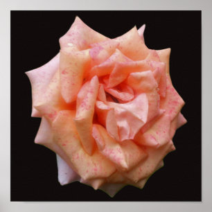 Mottled Peach Rose In Bloom Poster