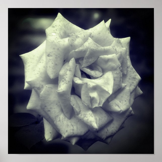 Mottled Rose Black And White  Poster (Front)