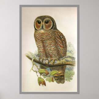 Mottled Wood Owl Poster