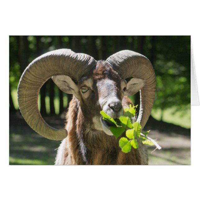 Mouflon Ram (Front Horizontal)