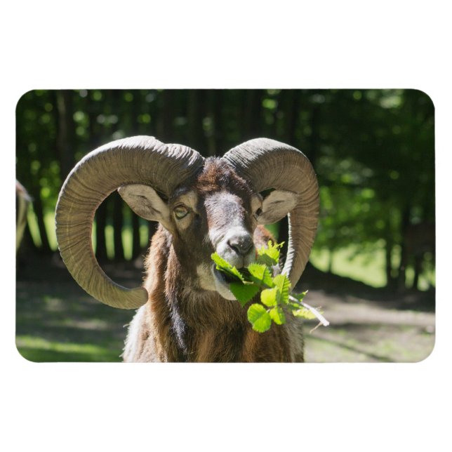 Mouflon Ram Magnet (Horizontal)