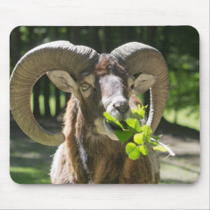 Mouflon Ram Mouse Mat