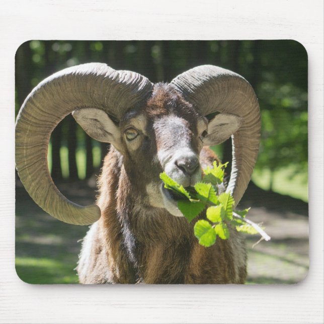 Mouflon Ram Mouse Mat (Front)