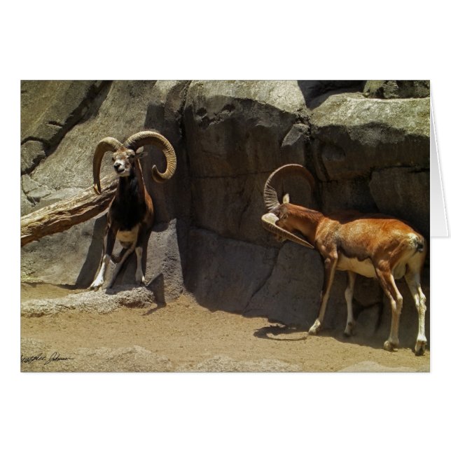 Mouflon Wild Sheep Scratching 1 (Front Horizontal)