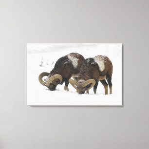 Mouflons in Winter, Germany Canvas Print