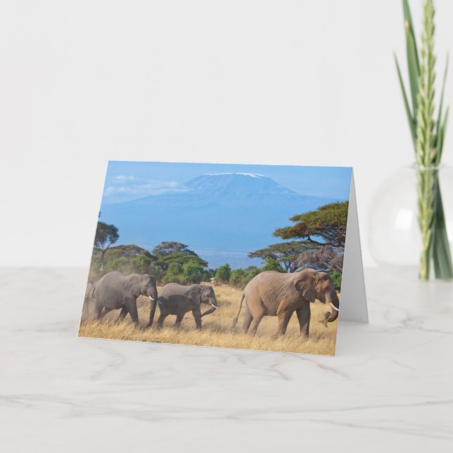 Mount Kilimanjaro elephants Card (Front)