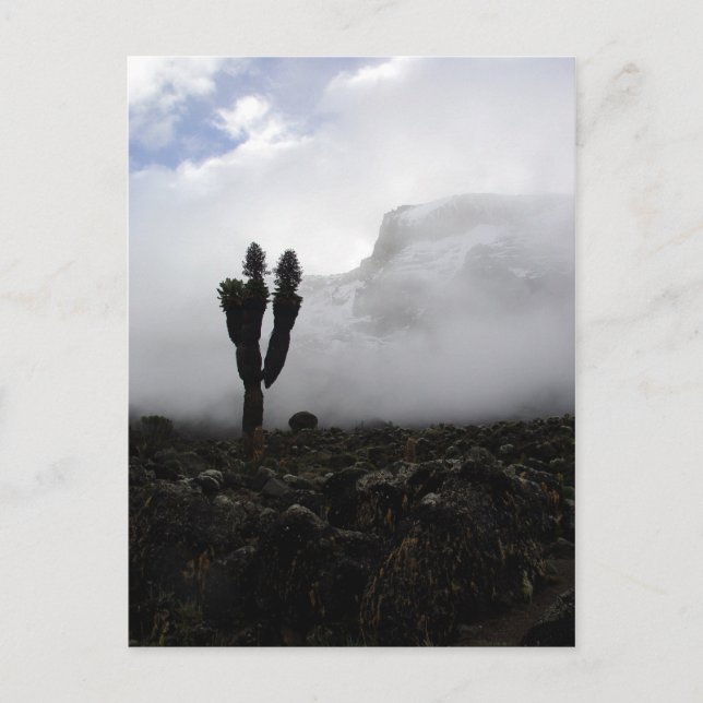 Mount Kilimanjaro (portrait) Postcard (Front)