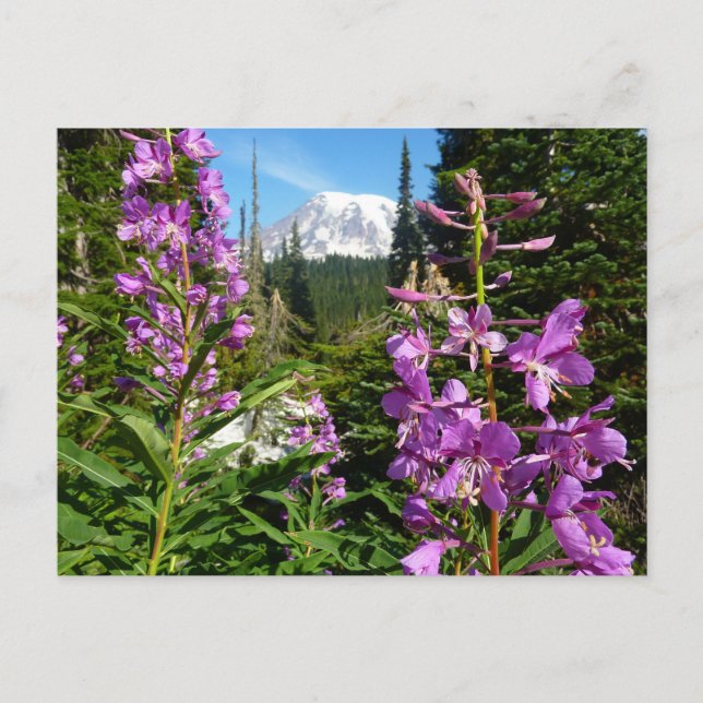 Mount Rainier Between Purple Phlox Flowers Postcard (Front)