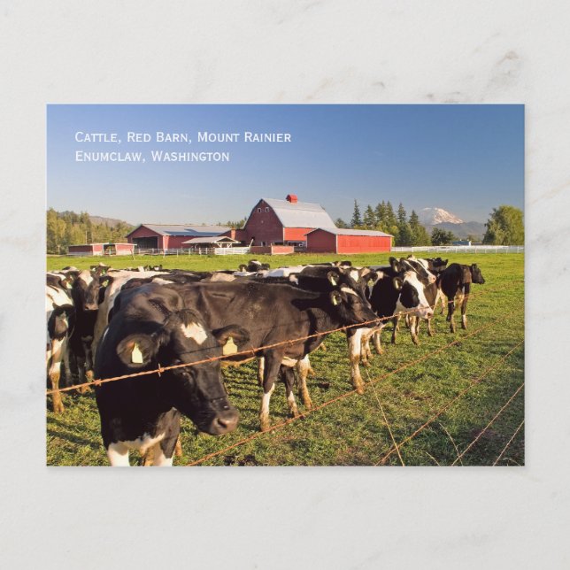 Mount Rainier Cattle Postcard (Front)
