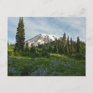Mount Rainier Morning Light Postcard