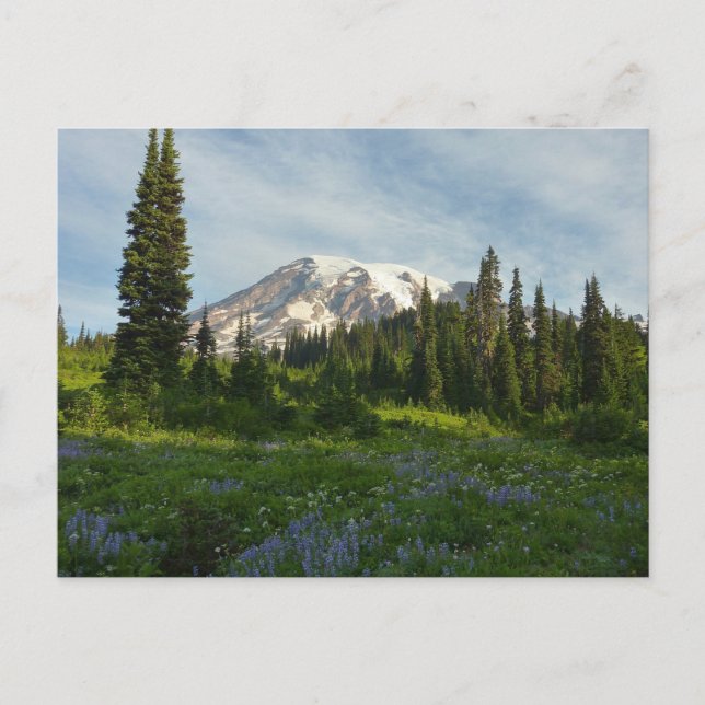 Mount Rainier Morning Light Postcard (Front)