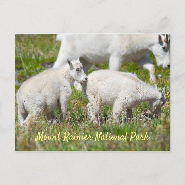 Mount Rainier Mountain Goats Postcard (Front)