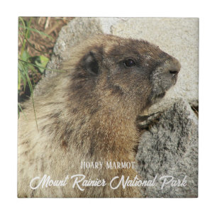 Mount Rainier National Park Hoary Marmot Tile