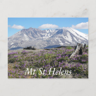 Mount St Helens Wildflowers Travel Postcard