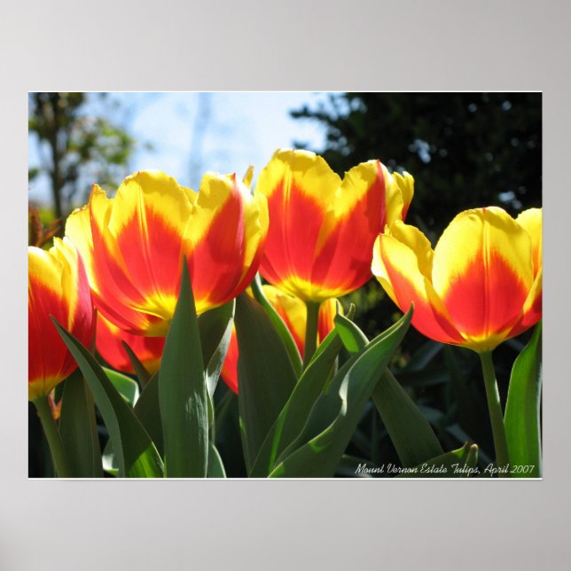 Mount Vernon Estate Tulips Poster (Front)