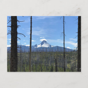 Mount Washington, Oregon Postcard