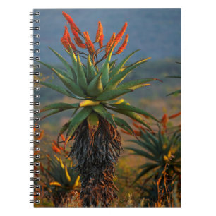 Mountain Aloe (Aloe Marlothii Berger) 2 Notebook