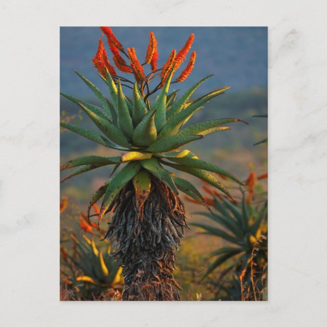Mountain Aloe (Aloe Marlothii Berger) 2 Postcard (Front)