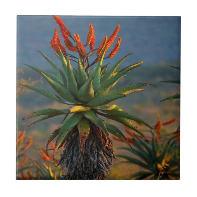 Mountain Aloe (Aloe Marlothii Berger) 2 Tile (Front)