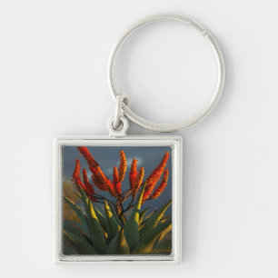 Mountain Aloe (Aloe Marlothii Berger) Key Ring