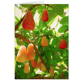Mountain Apple