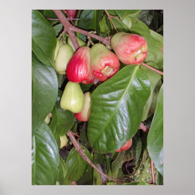 Mountain Apples II Poster (Front)