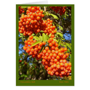 Mountain Ash Berries Card