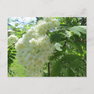 Mountain Ash blossoms post card