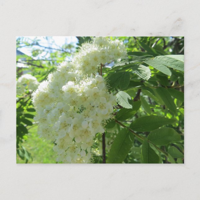 Mountain Ash blossoms post card (Front)