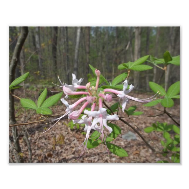 Mountain Azalea Photo Print (Front)