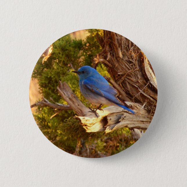 Mountain Bluebird at Arches National Park 6 Cm Round Badge (Front)