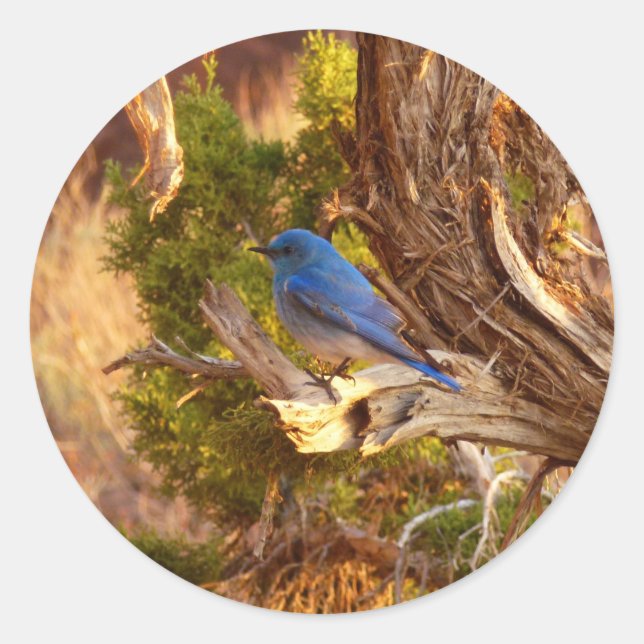 Mountain Bluebird at Arches National Park Classic Round Sticker (Front)