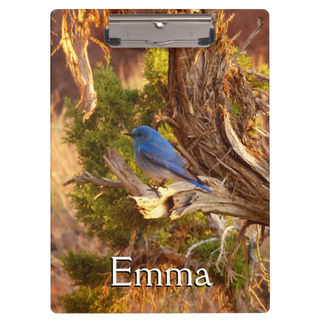 Mountain Bluebird at Arches National Park Clipboard (Front)