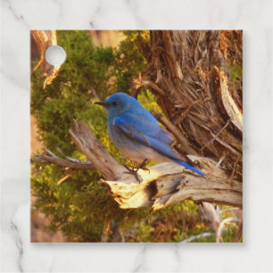 Mountain Bluebird at Arches National Park Favour Tags