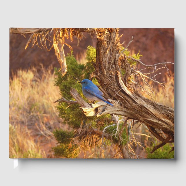 Mountain Bluebird at Arches National Park Guest Book (Front)