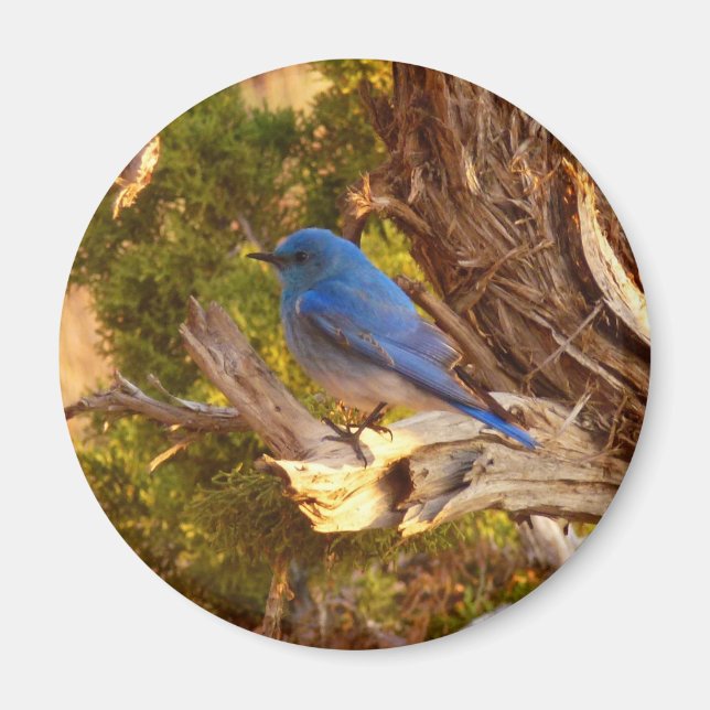 Mountain Bluebird at Arches National Park Magnet (Front)