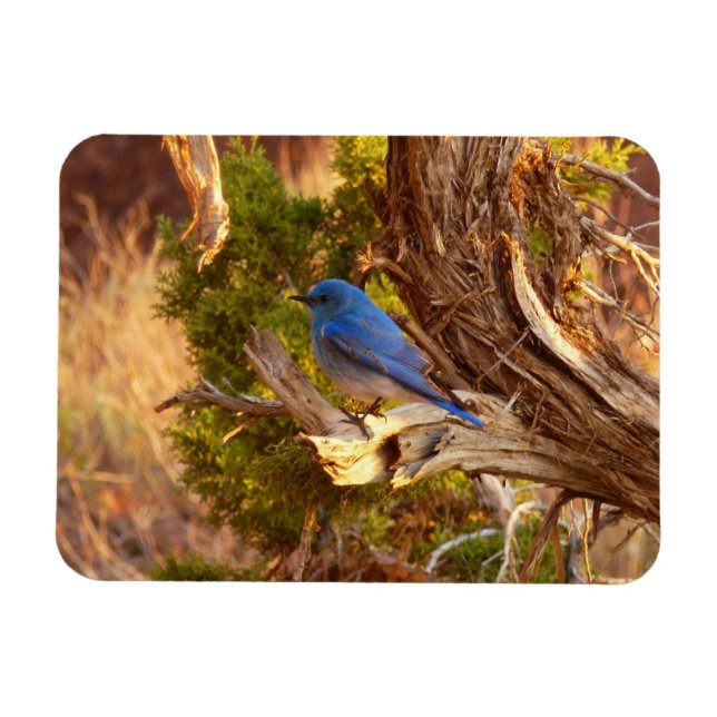 Mountain Bluebird at Arches National Park Magnet (Horizontal)