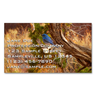 Mountain Bluebird at Arches National Park Magnetic Business Card