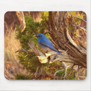 Mountain Bluebird at Arches National Park Mouse Mat